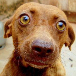 Toddy Dog