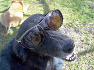 Trixie in sunglasses