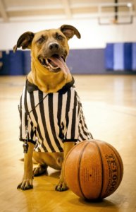 Replacement Referee Dog Costume