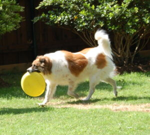 Dakota doing what Dakota likes best, while working up an appetite for the best dog food.