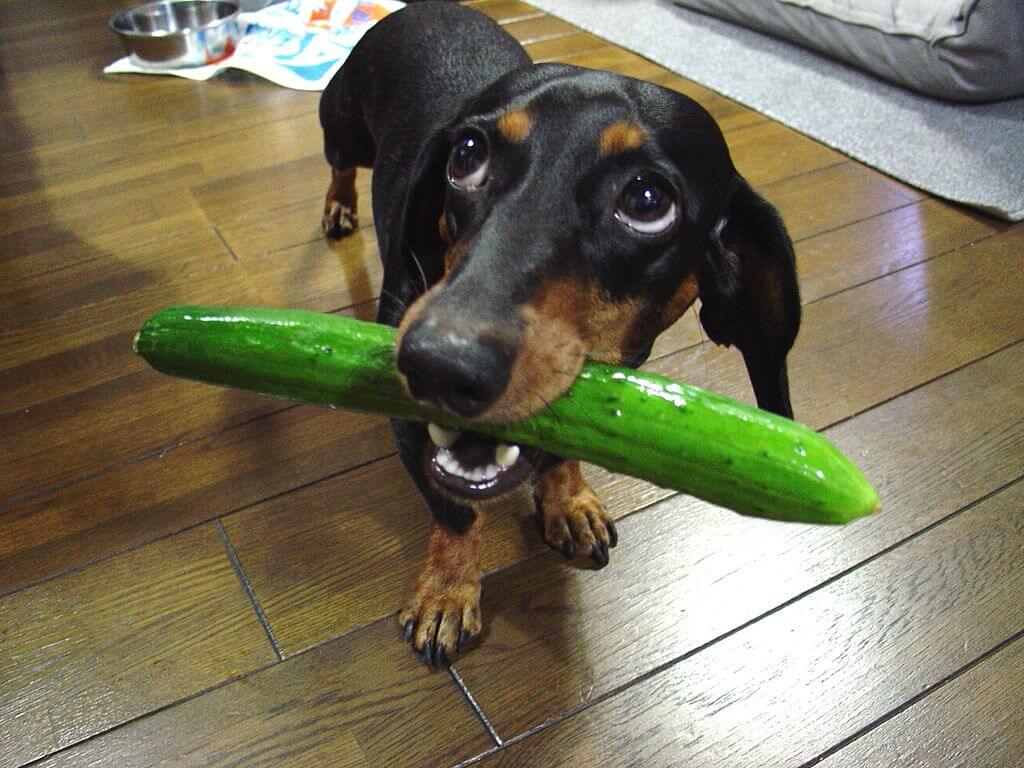 Dachshund – Monopoly!!