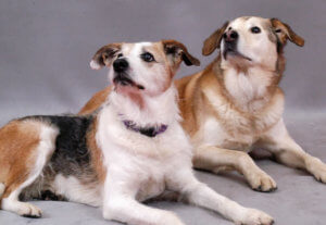 dogs pose