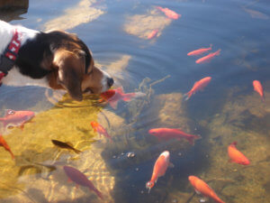 Rex - Gone Fishing