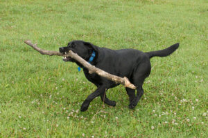Holly: Part Dog, Part Beaver