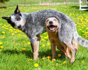 Dweeb and Goober 1527 (Parker the Red and Brody the Blue)