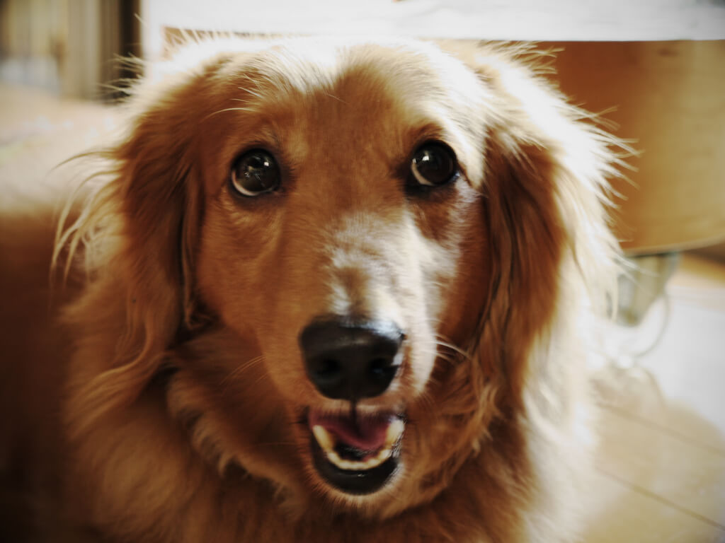 smile dog.