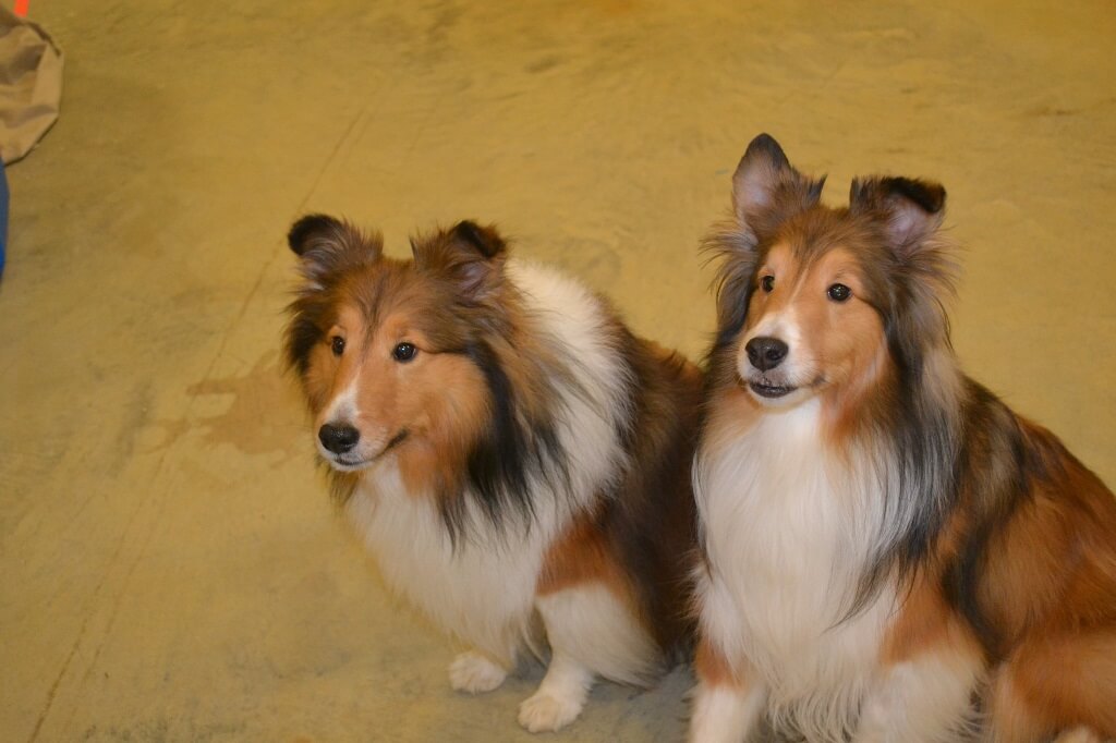 dogs 003