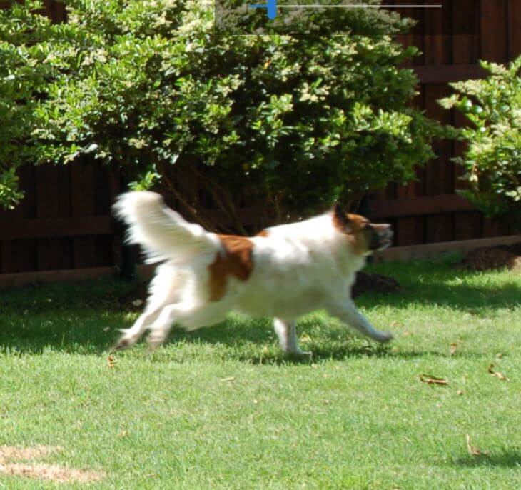 Dakota Chasing the Frisbee!!