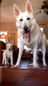 Uzi and Rugar ready to play.