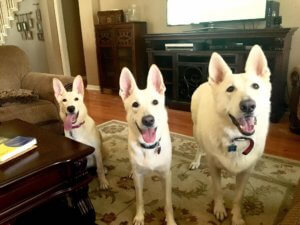 Small, Medium or Large?