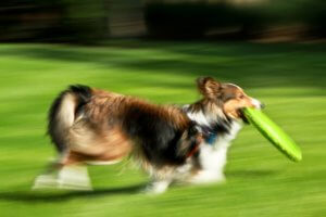 Leezer_Motion_Shot 5_Panning