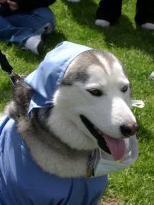 Paging Dr. Dog