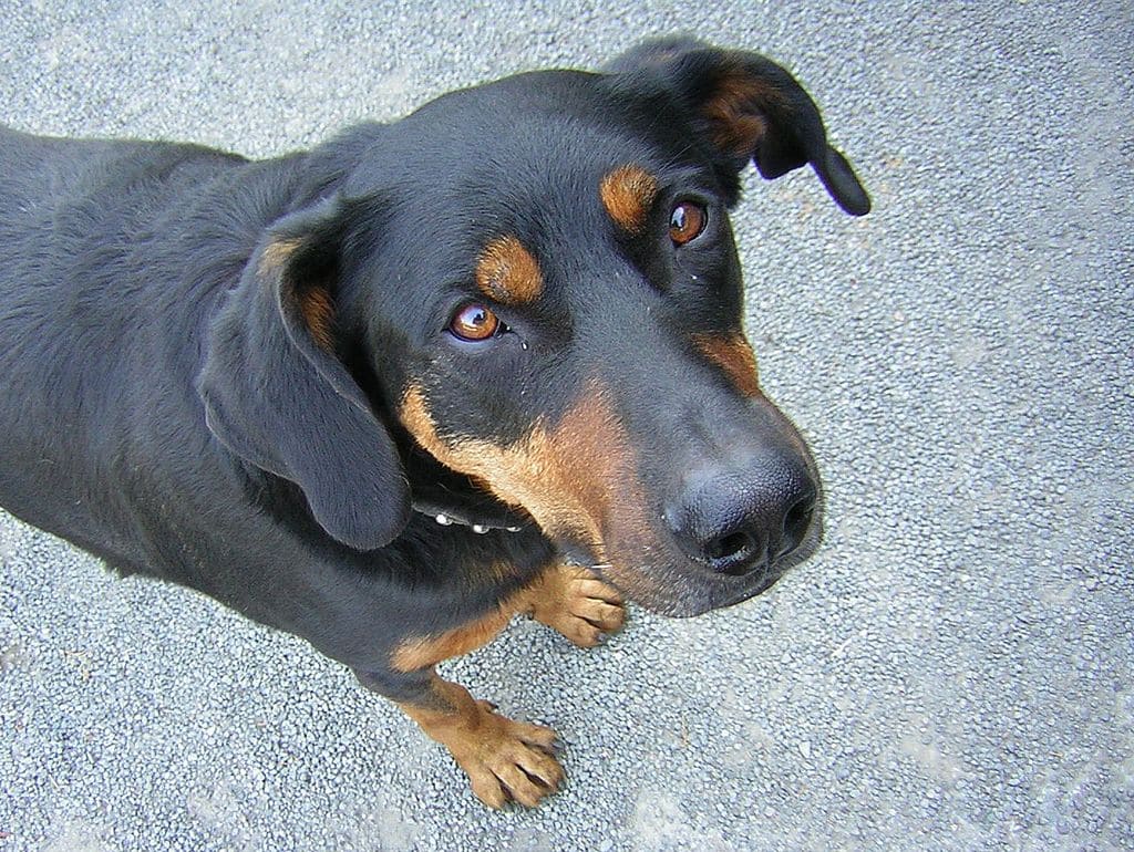Beauceron portrait