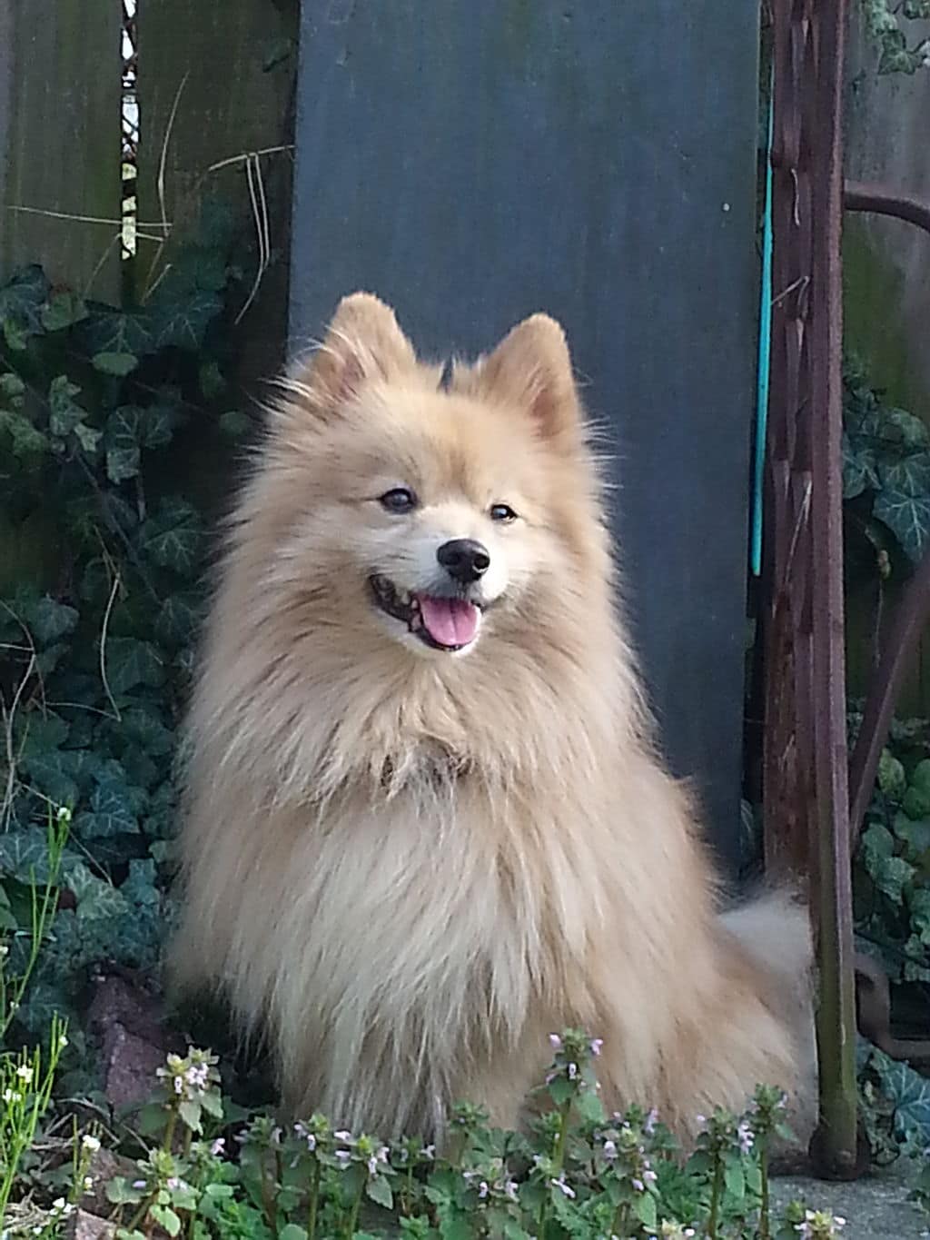 Pomeranian in garden