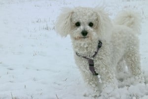 Bishon Frisé blending in with the snow.
