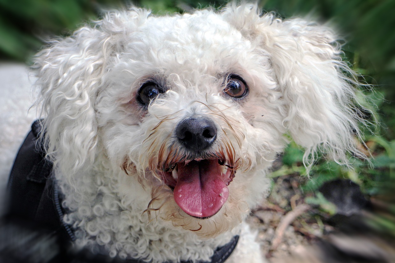 Best Dog Food for Bichon Frisé Dakota Says