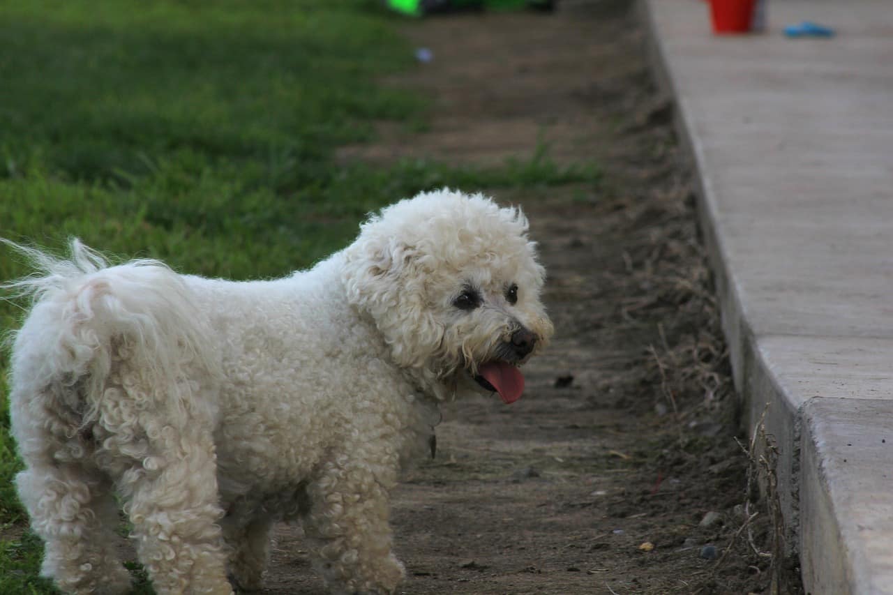 Ideal Balance Dog Food >> Best Dog Food for Bichon Frisé - Dakota Says Ideal Balance Dog Food >> Best Dog Food for Bichon Frisé - Dakota Says