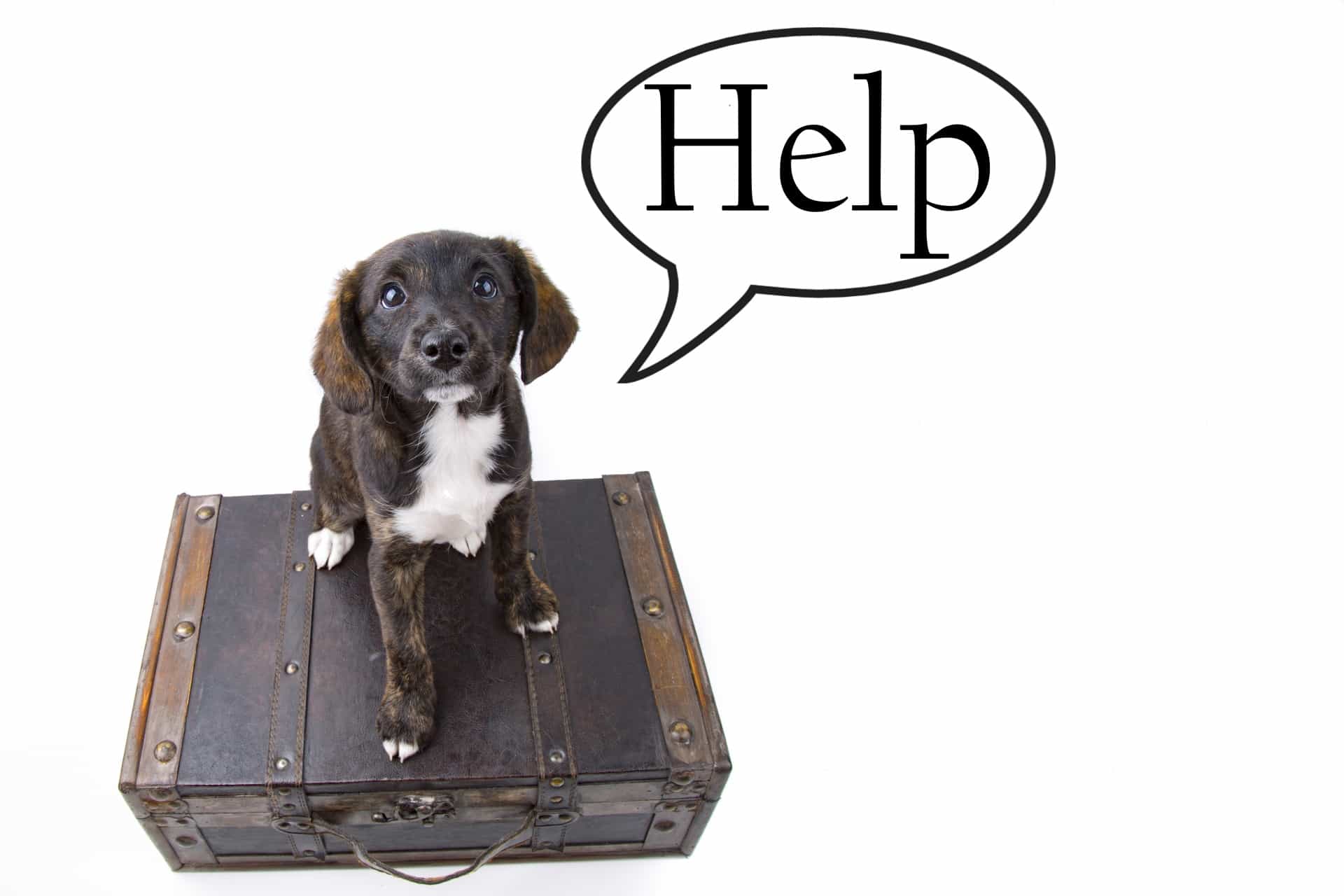Help Background With Dog