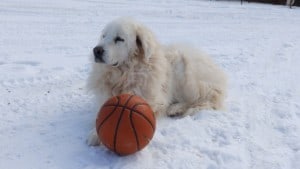 Kiki basketball 2