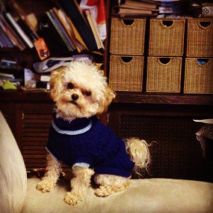 Coco is a #dog who enjoys posing! #wicker cubby storage & Visit us via: <a href='http://www.wickerparadise.com'>Wicker Paradise Online</a>