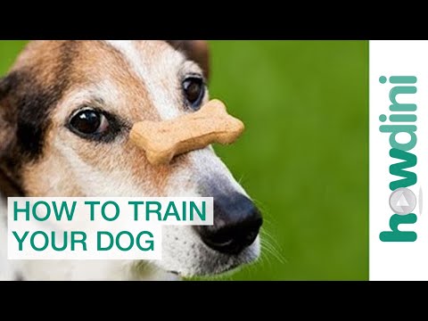 Dog Training with Positive Reinforcement: How to Train a Dog