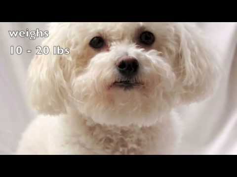 Dogs 101: Bichon Frise