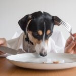 4 of the Best Soft Dog Food Brands