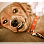 Best Dog Food Brand for Senior Dogs