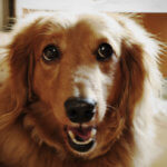 High Protein Dog Food