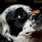 Best Dog Food Treats