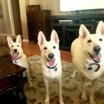 The Best Puppy Food For German Shepherd Breeds
