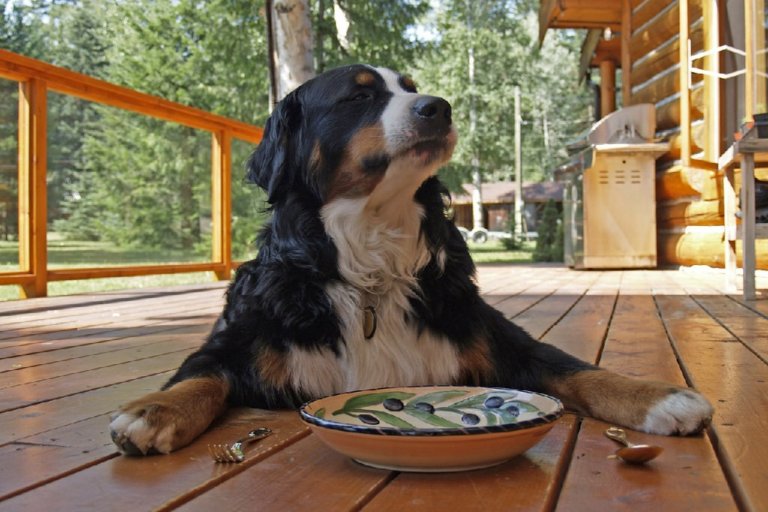 4 of the Best Soft Dog Food Brands Dakota Says