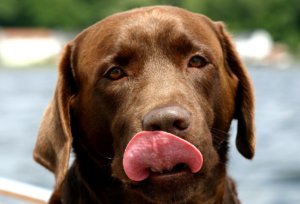 Dog waiting for a meal, label reading still matters on a digestive-care bag