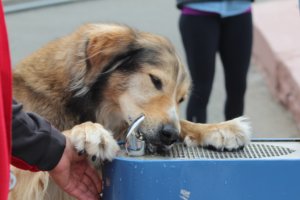 Dog drinking water, hydration matters as much as phosphorus on the bag