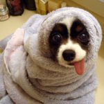 3 of the Best Low Phosphorus Dry Dog Food Products
