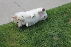 Dog rolling on grass, everyday energy that can hide early kidney changes