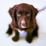 3 of the Best Dog Food Without Corn Products