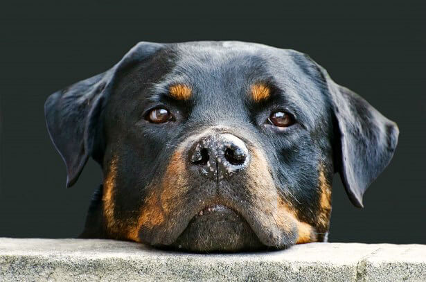Dog with chin on wall