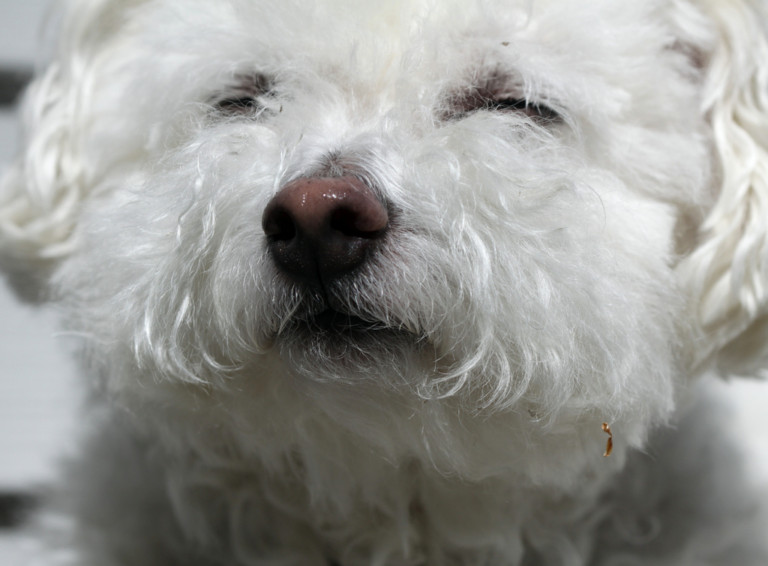 Best Dog Food for Bichon Frisé Dakota Says