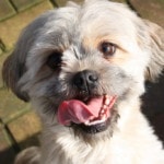 4 Best Low Fat Dog Food For a Healthy Pooch