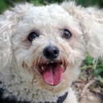 Best Dog Food for Bichon Frisé