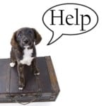 High Calorie Dog Food:  Is It Safe?