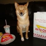 3 Best Low Sodium Dog Food Brands