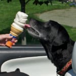 Best Dog Food for Sensitive Stomach