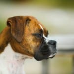 Best Dog Food For Boxers - 2 Breeds Make 1 Great Dog