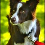 4 Best Dog Food Brands For Border Collies