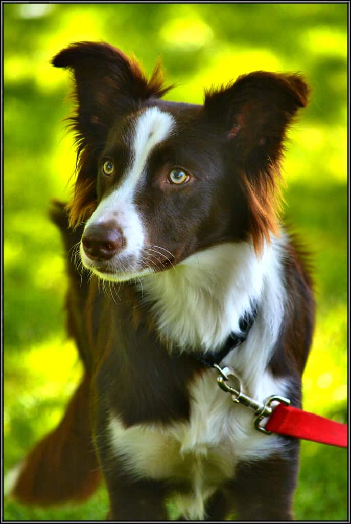 4 Best Dog Food Brands For Border Collies Dakota Says
