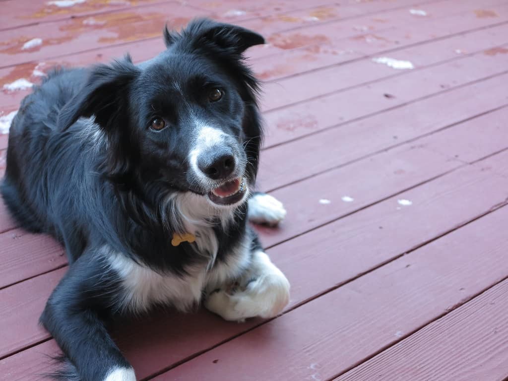 4 Best Dog Food Brands For Border Collies Dakota Says