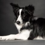 4 Best Dog Food Brands For Border Collies