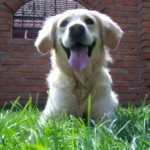 Best Dog Food For Golden Retrievers